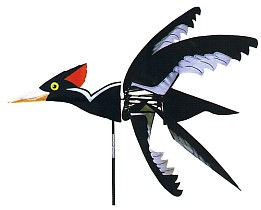 Flying Ivory Billed Wood Pecker - click to Zoom